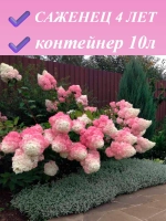 Ванилла Фрейз гортензия метельчатая