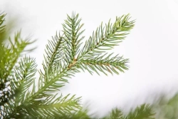 Ель Датская 260 см., литая хвоя+пвх, Black Box (74119)