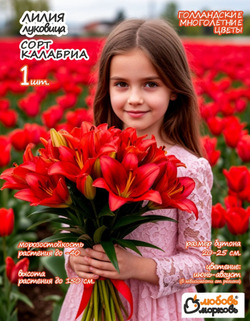 Лилия Луковица, Калабриа, ЛА-гибрид, 1 шт