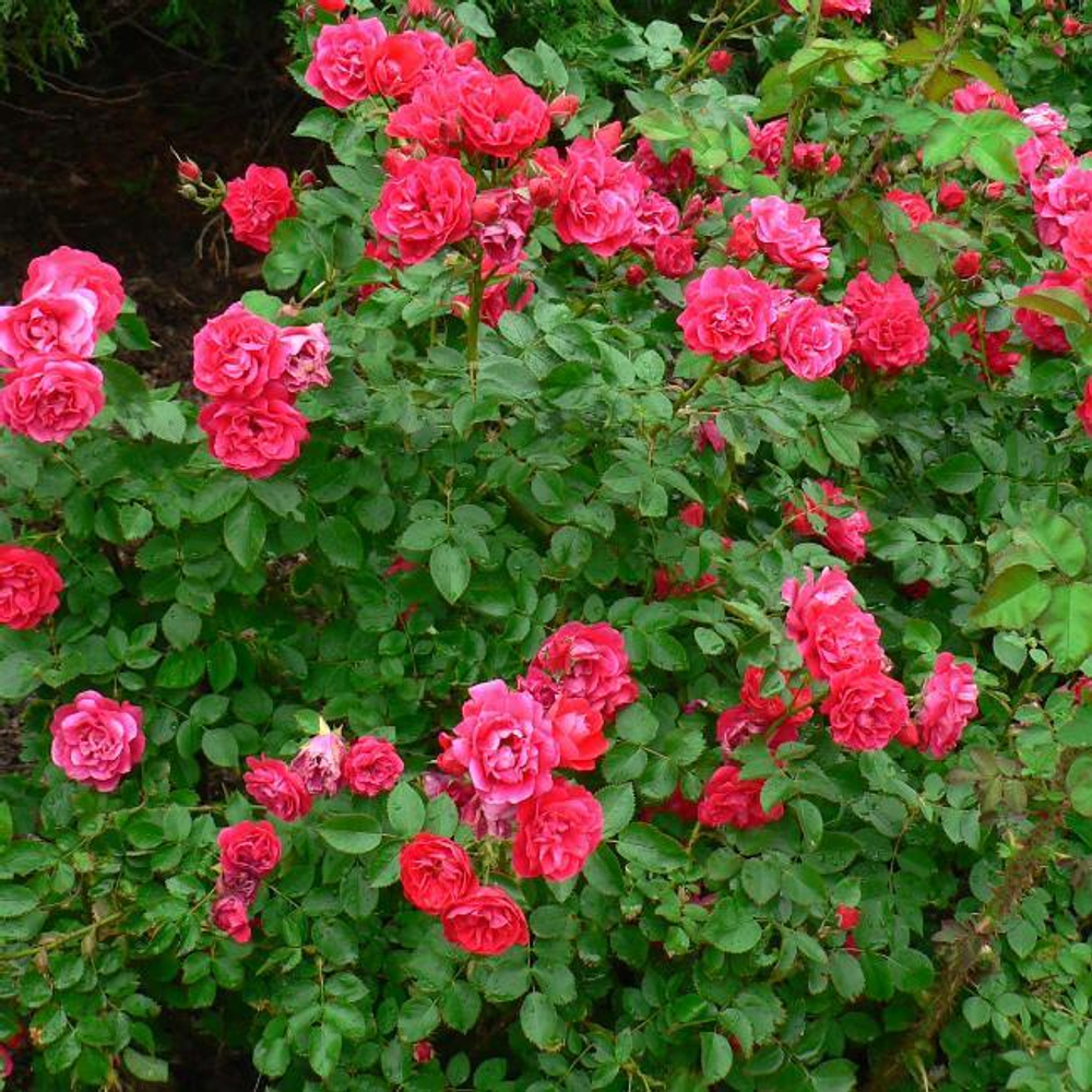 Роза канадская Джордж Ванкувер С4 Закупка М43 июнь 2026