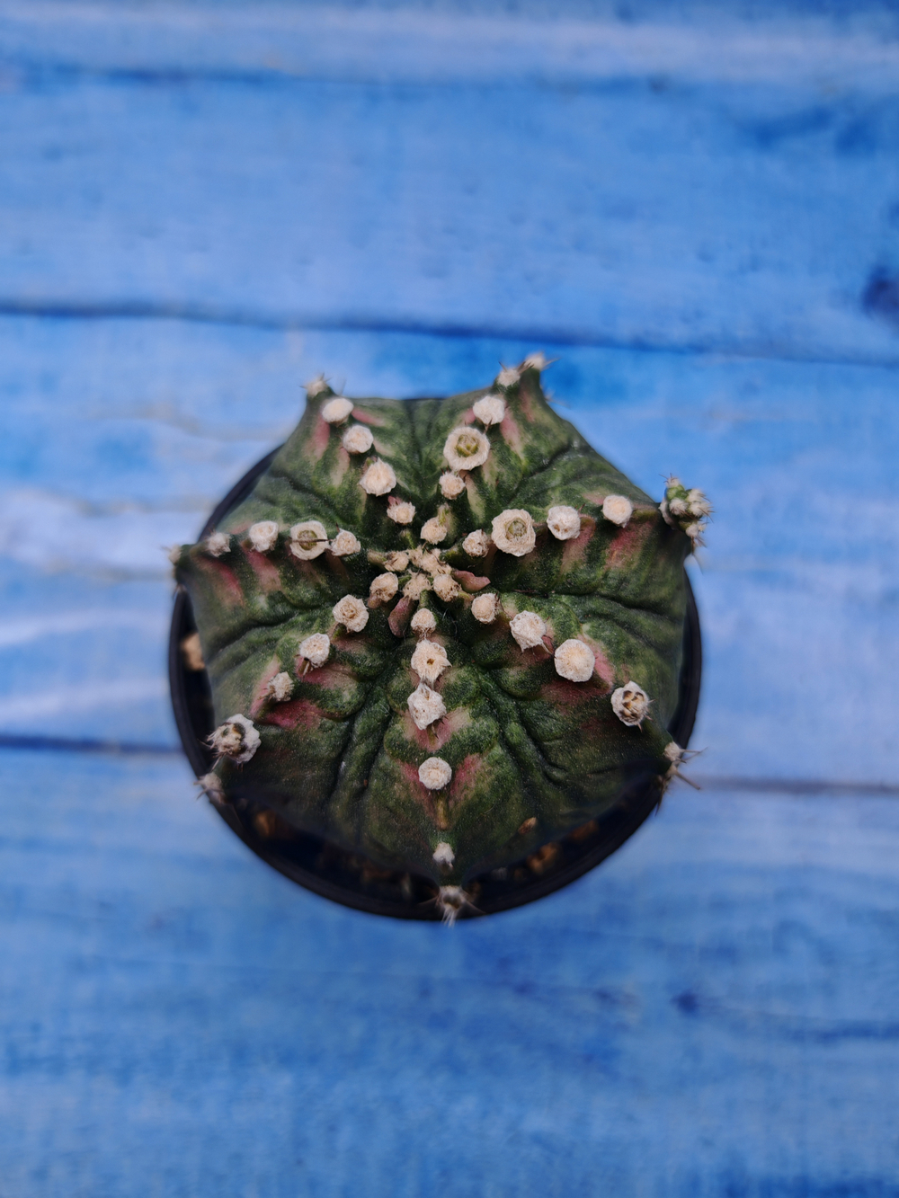 Gymnocalycium T-Rex Pink hybrid (Гимнокалициум T-rex)