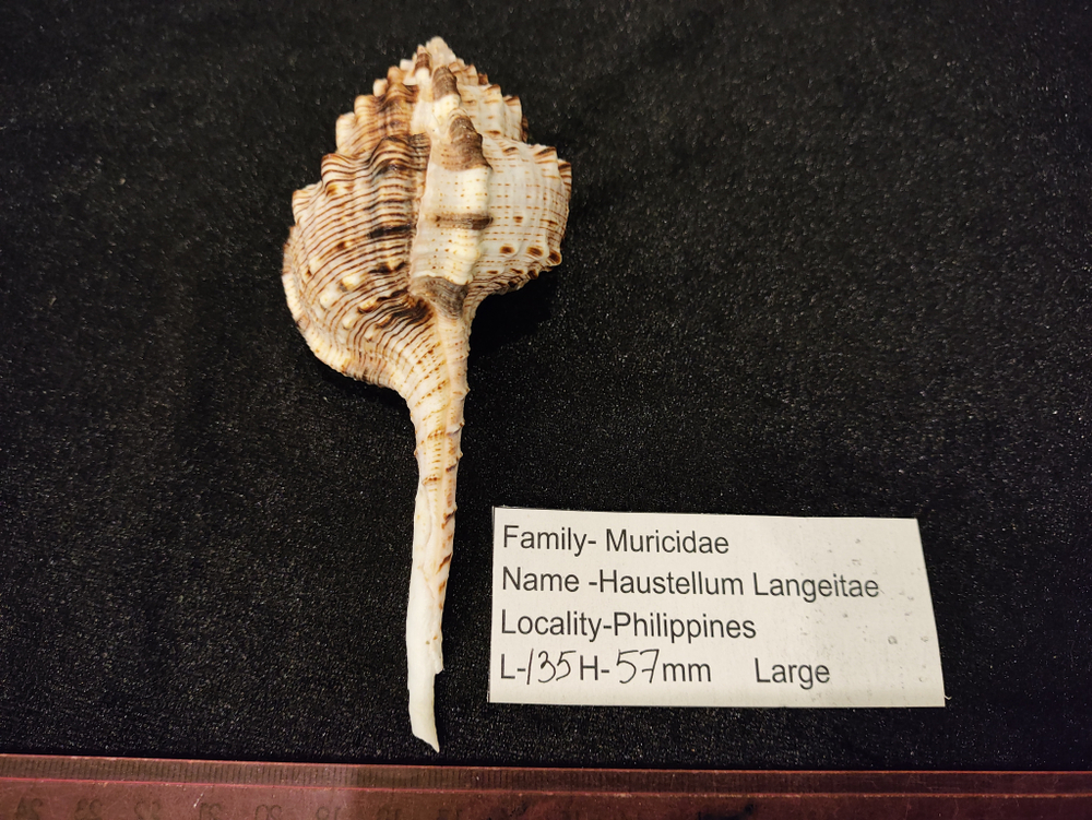 Хаустеллум