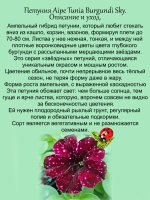 Петуния Бургунди Скай звездная