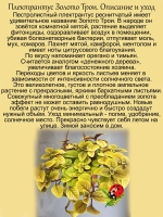 Плектрантус Золото Трои пёстролистный