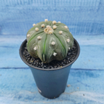 Astrophytum Asterias (Астрофитум)