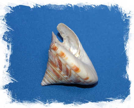 Микадотрохус Хирасе 8см (с крышечкой)