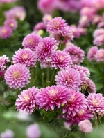 Георгин бордюрный Гэллери Рембрандт