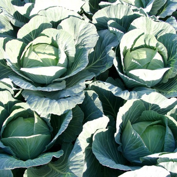 Джинтама F1 семена капусты белокочанной (Rijk Zwaan / Райк Цваан) в поле – фото 6