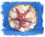 Большой набор с морскими ракушками и красной звездой. Купить