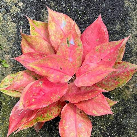 Аглаонема ORANGE DIAMOND MUT