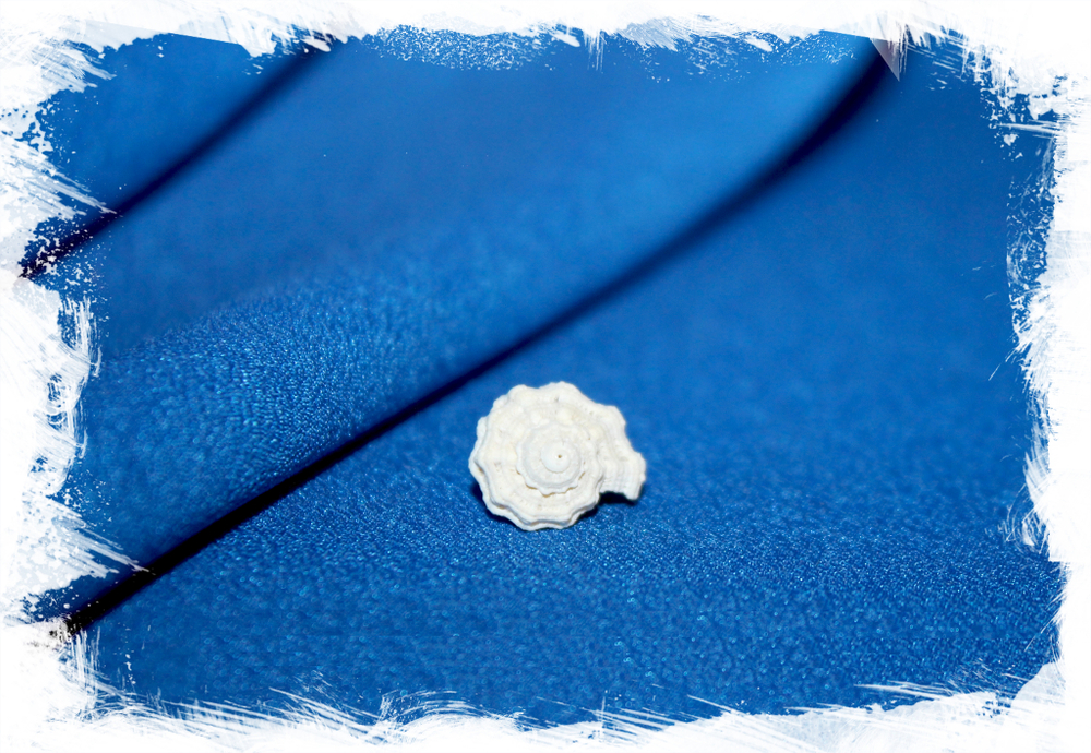 Лиотина депресса (Liotina depressa)