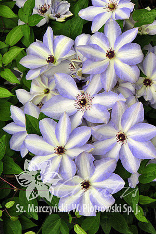 Клематис гибридный Иван Олссон Закупка М33 апрель 2026