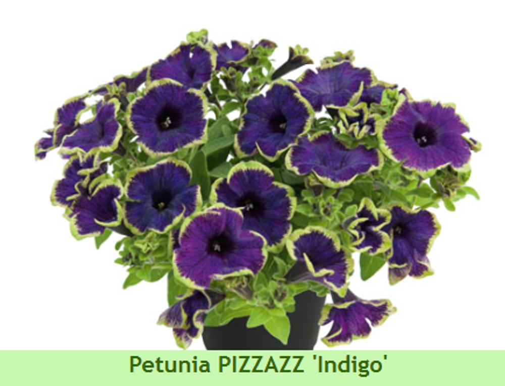 Петуния Pizzazz Indigo ЕВРО укорененный черенок ФЕВРАЛЬ 25