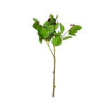 Лавр с бордовыми ягодами