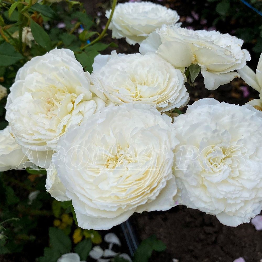 Шилаби (Shilabe)