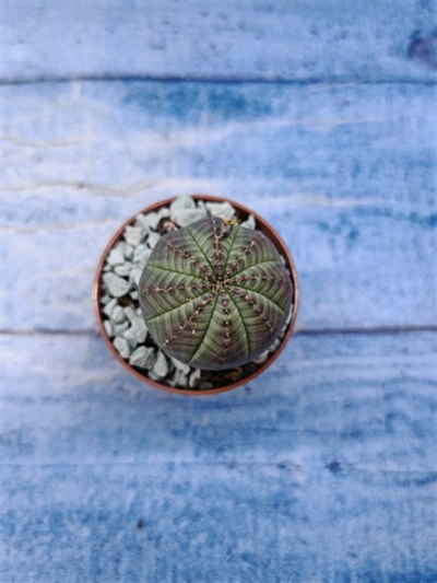Euphorbia Obesa (Эуфорбия)