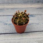 Gymnocalycium Friedrichii (Гимнокалициум)