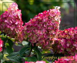 Гортензия метельчатая Колорфул Коктейль- Красочный коктейль (Hydrangea paniculata `Colourful Cocktail `)