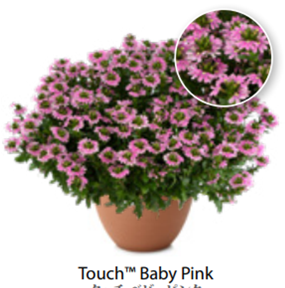 ЕВРО Сцевола Baby Pink ОКС укорененный черенок 15-20 февраля