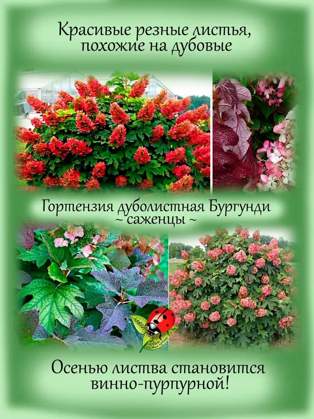 Гортензия Бургунди дуболистная
