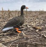 Комплект чучел Белолобый гусь (10шт) 3D "Softplast" B10S-3D