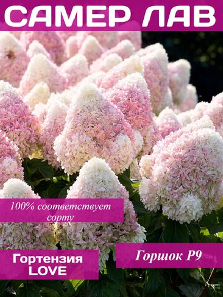 Самер Лав гортензия метельчатая