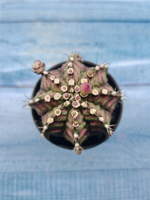Gymnocalycium T-Rex Pink hybrid (Гимнокалициум T-rex)