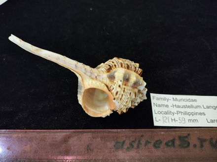 Хаустеллум