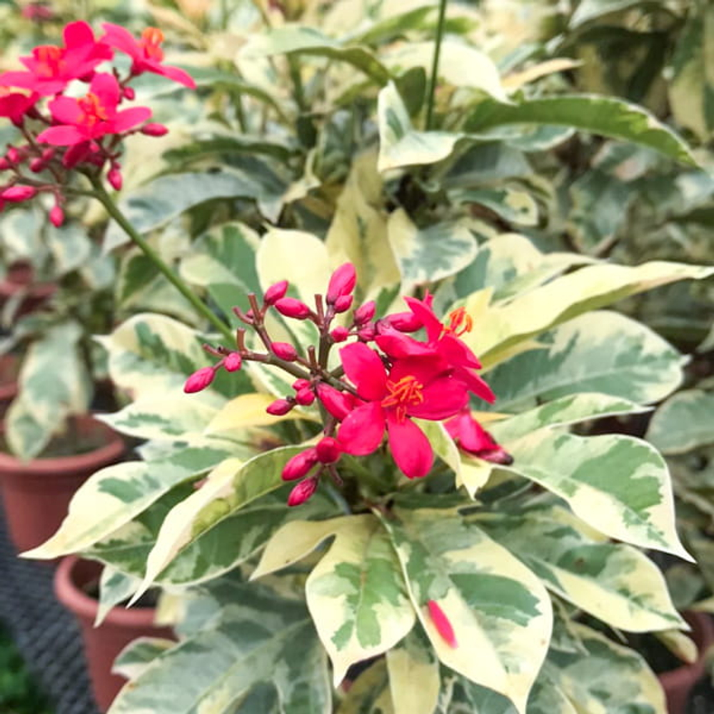 Ятрофа цельнокрайняя вар – Jatropha integerrima var