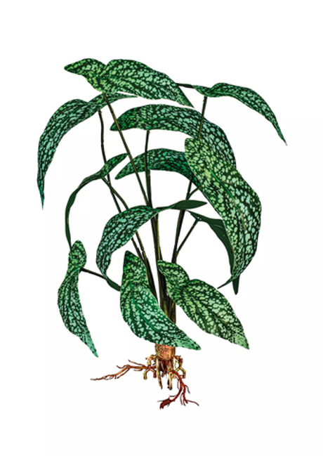 Бегония White ice из 12 листьев с корнями