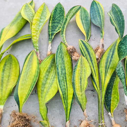 Сансевиерия MASONIANA YELLOW