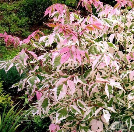 Клён ясенелистный "Flamingo"