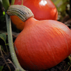 Керлинг F1 семена тыквы (Гавриш)