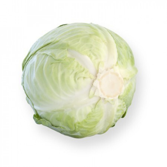 МАРЧЕЛЛО F1 семена капусты белокочанной (Rijk Zwaan | Alexagro) – фото 2