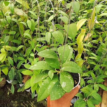 Хойя POLYPUS SPLASH