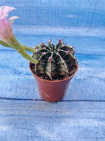 Gymnocalycium Friedrichii (Гимнокалициум)