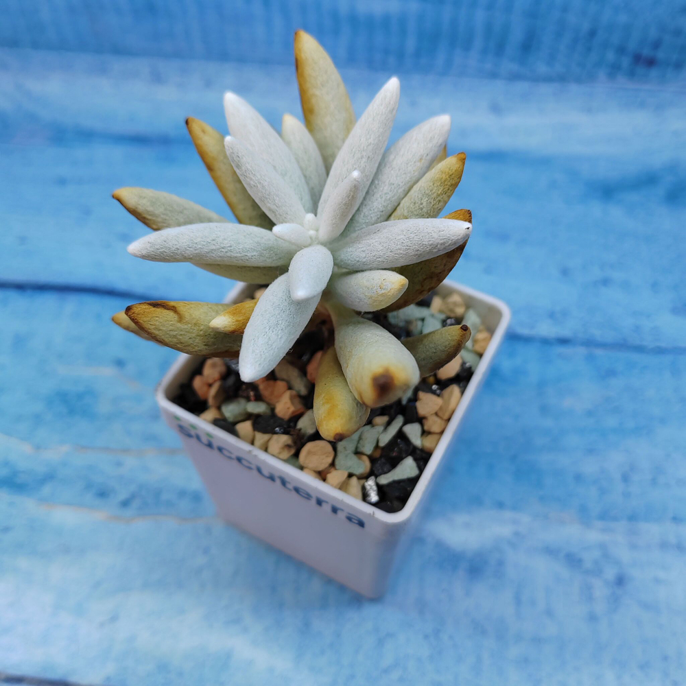 Senecio Haworthii (Крестновник)