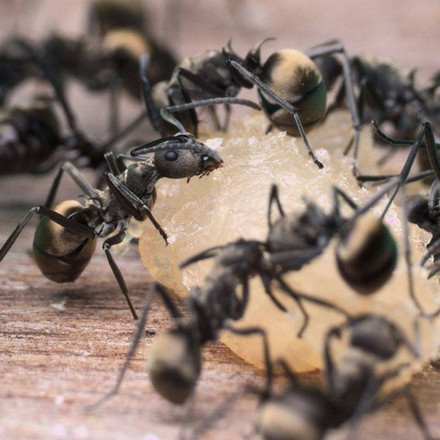 Муравьи Polyrhachis dives (Муравей-ткач)