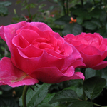 Роза шрабовая "Alexandra Renaissance"