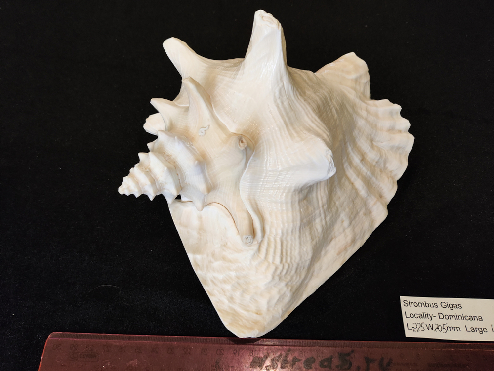 Стромбус Гигас "230-250мм"