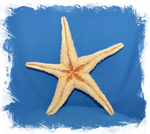 Мексиканская морская звезда 20-25см