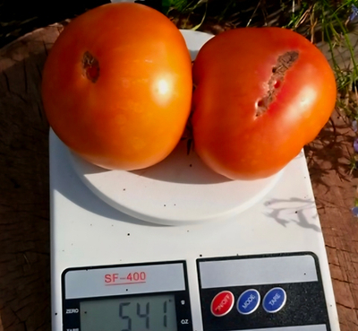 ГНОМ ФЕРОККОВКАЙ