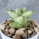 Сансевиерия DURIAN 2