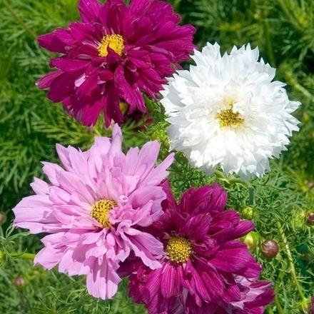 Космея Махровые ромашки 0,1г