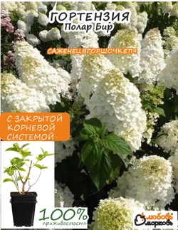 Саженец, Гортензия, Полар Бир