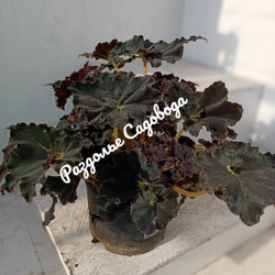 Бегония Блэк Мамба