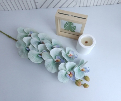 Орхидея "Перфект" 13