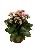 Каланхоэ, диаметр 9 см