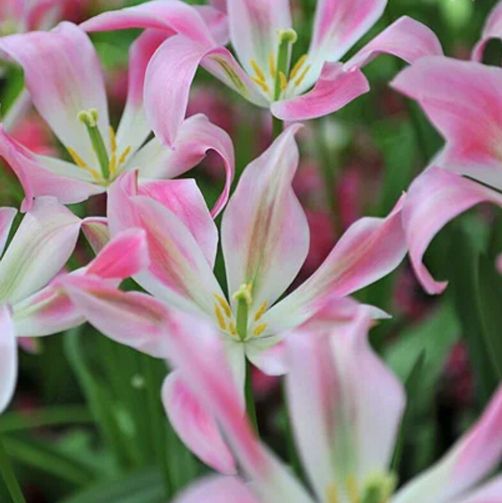 ЛУКОВИЦЫ ТЮЛЬПАН FLOROSA 12/14, DARIT 5 ШТ/УП