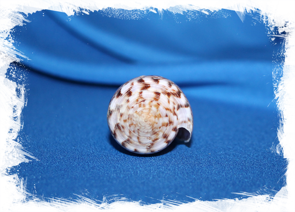 Раковина коллекционная морская Conus kinoshitai, Конус киношитай